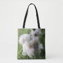Recherche de lapin angora Mignon