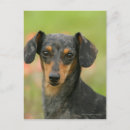 Recherche de poil cartes postales Dog
