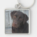 Recherche de labrador chocolat porteclés Chien