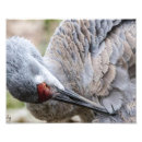 Recherche de grue photographie Oiseau