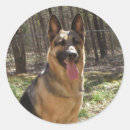 Recherche de de berger allemand autocollants Animal