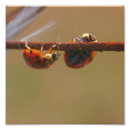 Zoek naar lieveheersbeestjes posters Natuur