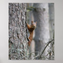 Recherche de écureuil rouge posters Nature