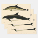 Recherche de mammifère marin papier cadeau Dauphins