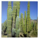 Zoek naar cactussen tegels Natuur