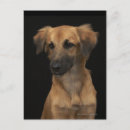 Recherche de chien noir cartes postales Animaux