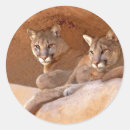 Recherche de mammifères autocollants Chats