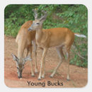 Recherche de whitetail autocollants Faune