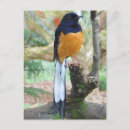 Recherche de batu cartes postales Faune