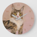 Recherche de race de chat posters Maine coon