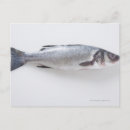 Recherche de mer morte cartes postales Photographie