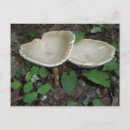 Zoek naar mushroom briefkaarten Planten