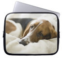 Recherche de chien de basset Mignon