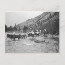 Recherche de mules cartes postales Vintage