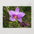Recherche de orchidée tropicale cartes postales Pour tous