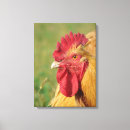 Zoek naar buffs kunst Buff orpington