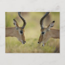 Recherche de battre cartes postales Faune