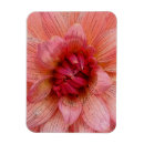 Recherche de pétale magnets Rose