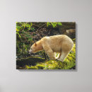 Recherche de ours blanc toiles Colombie britannique