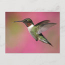 Recherche de de colibri cartes postales Faune
