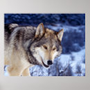 Recherche de photographie de loup posters Faune