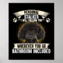 Recherche de chien de caniche posters Canicules