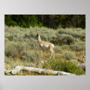Zoek naar antilope posters Nationaal park