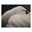 Recherche de dormir posters Faune