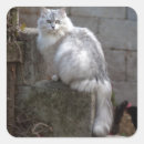 Recherche de chat gris et blanc autocollants Adorable