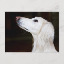 Zoek naar saluki hond briefkaarten Canine