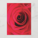 Recherche de bourgeon rose cartes postales Romantique