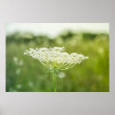 Recherche de motif dentelle posters Vert