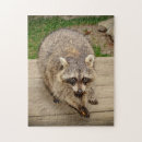 Recherche de raccoon puzzles Sauvage