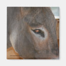 Recherche de mule photographie Animaux de ferme