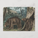 Recherche de ours vintage Animal