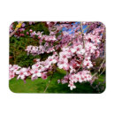 Recherche de cerisier magnets Sakura