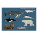 Recherche de mammifères posters Faune