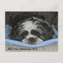 Recherche de compagnie cartes postales Chien mignon