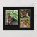 Recherche de gros chat cartes postales Sauvage