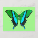 Recherche de papillon turquoise cartes postales Insecte