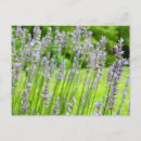 Zoek naar paarse lavendel briefkaarten Tuin