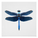 Recherche de insecte posters Aquarelle
