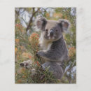 Recherche de faune prospectus Koala