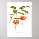 Recherche de fleurs de ketmie posters Cru