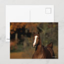 Recherche de tête de cheval cartes postales Bob langrish
