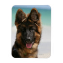 Recherche de deutscher magnets Berger allemand