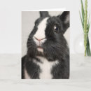 Recherche de lapin noir vœux cartes Photographe