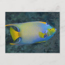 Zoek naar angelfish briefkaarten Buiten