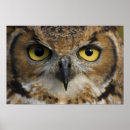 Zoek naar leuke uilen posters Dier