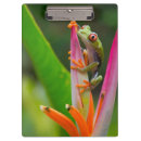 Recherche de grenouille porte blocs Vert